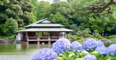 紫陽花咲く「清澄庭園」へ