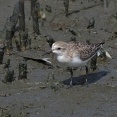 2025年9月30日の野鳥公園