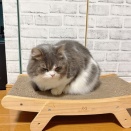 完敗！冬ベッドはいらないのです