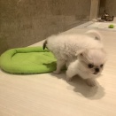 おチビのお部屋は大運動会！！