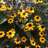 �ء�ī�Τ������ۼ����ߴ����򿩤٤Ƹ�ʡ������¾�����ĻԤˤ�����֥ϥ��ӥ���פΰ����ʤɡ������λԵĲ�İ��Ż����ä�Ĥ�Ť�ȡ��٤β���