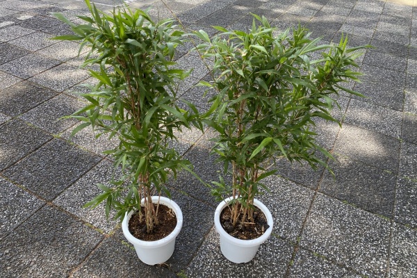 花重 京都 hanajyu - 竹鉢販売品種一覧