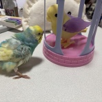 ぷりんとめぐみ♪