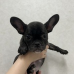 ドッグ&キャッツ綿半稲里店　情報