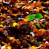 『2025.11『半田山植物園の絶景紅葉 final🍂➂』 岡山市北区』の画像