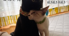 エタンは甘えん坊(猫さまには)