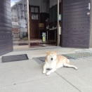 教会犬チャロ