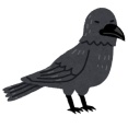 カラスって人間の7歳くらいの知能持ってるらしい🐦‍⬛