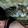 【ネタバレあり】『けものフレンズ』8話で大活躍したネコ科のマーゲイちゃん、「声真似が得意」という設定の真相が…