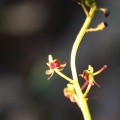 県央某山麓で花探し