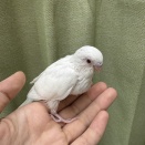 ☆セキセイインコ、小桜インコのヒナ達のご紹介☆
