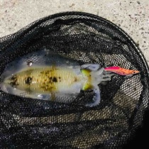Enjoy Fishing しまなみ海道