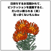 📍📍ピンクッションあるある📍📍