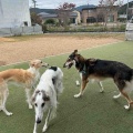 ドッグカフェ&ラン。