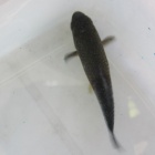 メダカの体が白点や綿がつく 黒い 背骨が曲るなどのメダカの様子がおかしい話 虎ノ門虎之助のベランダ ラボラトリー Ft メダカ