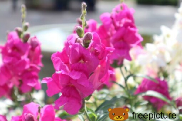 変わった花言葉を持つ草花たち キンギョソウ 金魚たちのにぎやかなおしゃべり 四つ葉のくまさんの癒しのお花 時々お料理日記