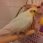 【画像】オカメインコ可愛すぎ