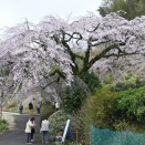 綾川町のしだれ桜