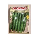 🥒2月10日、キュウリ3日で発芽！