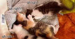 ユニット名とお名前決めた。