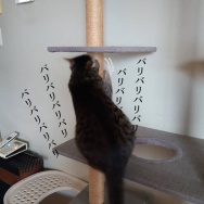 春休みの反動えぐ。と、赤い肉球つくりました。