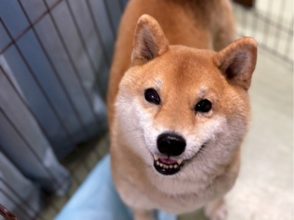 栗太郎眼球摘出になりました。😰