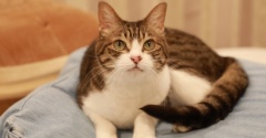 追い抜く猫。