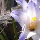 溶岩を溶かし栄養にする植物確認