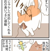 甥っ子猫に会ってきた③