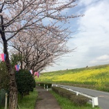 『サクラサク』の画像