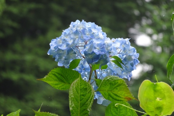 仙台市野草園にどうぞ 22年06月