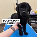 ラブゴルちゃんシャンプー🌼