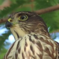 野鳥雀鷹（ツミ）の幼鳥を撮る21🦅📸「水を飲む」（太田市）