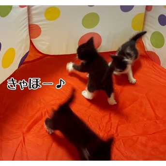 とにかく跳ねる栄っ子
