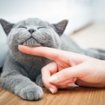 ネコ飼いたいけど金も世話する時間もない…