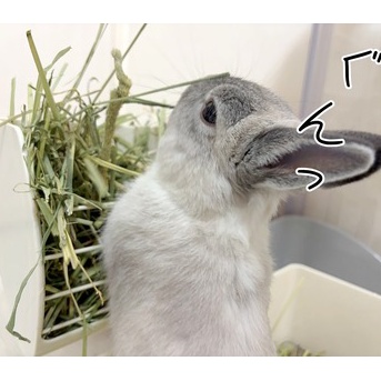 うさぎのルリ(5/19追記)