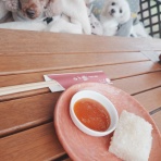 元保護犬 マルチーズとトイプードルの記録♪