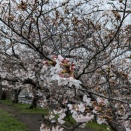 4月始業・4月入学は日本の慣例