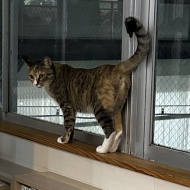 猫紹介☆ベルリ