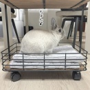 うさぎのルリ(2/12追記)