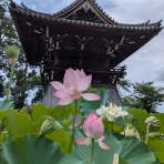 気ままに・・ひとりごと