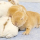 長いほうが良かったり？