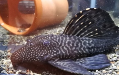 『熱帯魚オススメ情報！』の画像