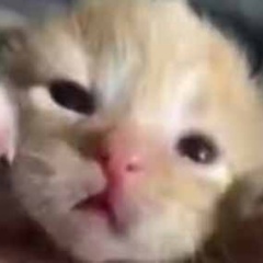 【子ネコ】 車に怪しい男が近づいてきた。例の物が手に入ったぞ → そこはマリファニャの密売現場でした…