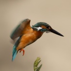 公園の野鳥 in 神戸