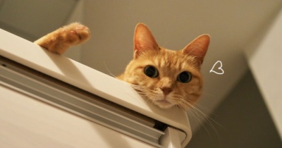 キッチンカウンターの猫