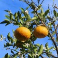 �ڤˤ��ꤷ�Ų�̪�����٤ƺΤ�