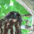 2026天然記念物大銀杏でアオバズクを撮る4🦉📸（足利市鑁阿寺）