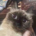 衣類で猫に注意が必要な理由