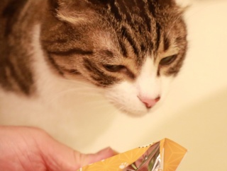 猫らとねこたまバスボール。